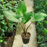 بابا آدم ( آلوکازیا ) تنه قرمز گیاه آپارتمانی سایز بزرگ بسیار با کیفیت و زیبا