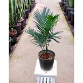 گیاه سیکاس بنسای شده گیاه آپارتمانی بسیار مقاوم با ارتفاع حدود 30 سانتی متر