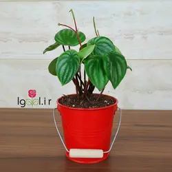 پپرومیا هندوانه گیاه آپارتمانی زیبا به همراه گلدان فلزی هدیه یلدایی زیبا و خاص