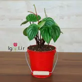 پپرومیا هندوانه گیاه آپارتمانی زیبا به همراه گلدان فلزی هدیه یلدایی زیبا و خاص