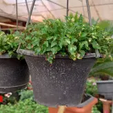 گیاه آپارتمانی رویال سبز یک گیاه زینتی و گیاه تراریوم