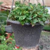 گیاه آپارتمانی رویال سبز یک گیاه زینتی و گیاه تراریوم