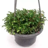 گیاه آپارتمانی رویال سبز یک گیاه زینتی و گیاه تراریوم