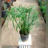 گیاه نخل مرداب گیاهی مقاوم و زیبا