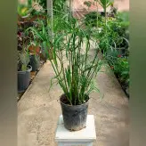 گیاه نخل مرداب گیاهی مقاوم و زیبا