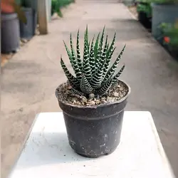 کاکتوس هاورتیا گورخری زیبا و مقاوم