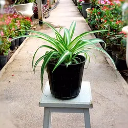 گیاه گندمی ابلق ( گیاه عنکبوتی ) گیاهی مقاوم و مناسب افراد مبتدی و شاغل