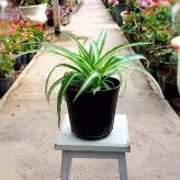 گیاه گندمی ابلق ( گیاه عنکبوتی ) گیاهی مقاوم و مناسب افراد مبتدی و شاغل