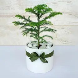 کاج مطبق گیاه آپارتمانی دکوراتیو همراه گلدان سرامیکی