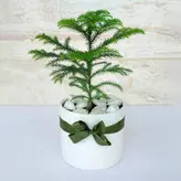 کاج مطبق گیاه آپارتمانی دکوراتیو همراه گلدان سرامیکی