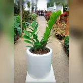 گیاه زاموفیلیا سبز با گلدان سرامیکی