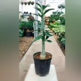 گیاه آدنیوم زیبا با قابلیت بنسای شدن