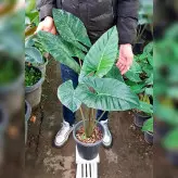 بابا آدم تنه قرمز آلوکازیا گیاه آپارتمانی با ارتفاع حدود 80 سانتی متر