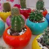 کاکتوس بذری با گلدان سفالی یک گیفت و هدیه ارزان برای دوستان شما