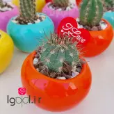 کاکتوس بذری با گلدان سفالی یک گیفت و هدیه ارزان برای دوستان شما