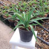 گیاه آناناس نشایی با ارتفاع 20 سانتی متر