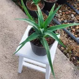 گیاه آناناس نشایی با ارتفاع 20 سانتی متر