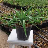 گیاه آناناس نشایی با ارتفاع 20 سانتی متر