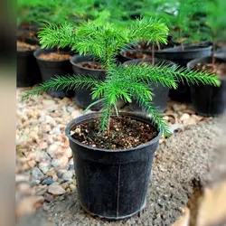 گیاه کاج مطبق نشایی با کیفیت و ریشه پر