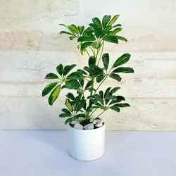 شفلرا ابلق گیاه آپارتمانی زیبا و مقاوم با گلدان سرامیکی