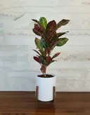 کروتون رنگین کمان گیاه آپارتمانی زیبا به همراه گلدان سرامیکی