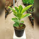 گیاه فیکوس آلتیسیما با کیفیت و ریشه پر