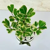 فیکوس دلتا ابلق گیاه آپارتمانی خاص و شیک همراه گلدان سرامیکی