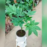 گیاه آرالیا ژاپنی سبز با گلدان سرامیکی