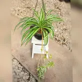 گیاه گندمی ابلق گیاه آپارتمانی مقاوم و ماندگار با کیفیت و زیبا