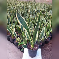 گل و گیاه آپارتمانی سانسوریا کرواتی ابلق