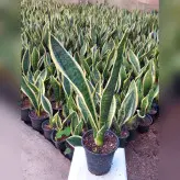 گل و گیاه آپارتمانی سانسوریا کرواتی ابلق