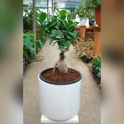 گیاه بنسای جنیسینگ هلندی پیوندی با گلدان سرامیکی