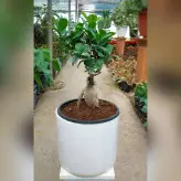 گیاه بنسای جنیسینگ هلندی پیوندی با گلدان سرامیکی