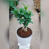 گیاه بنسای جنیسینگ هلندی پیوندی با گلدان سرامیکی