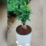 گیاه بنسای جنیسینگ هلندی پیوندی با گلدان سرامیکی