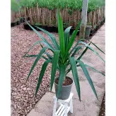 گیاه یوکا گیاه آپارتمانی بسیار مقاوم و ماندگار با ارتفاع حدود 50 سانتی متر