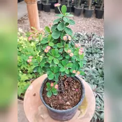 گل و گیاه آپارتمانی مرجان هلندی صورتی گلدان 16 با ارتفاع 50 تا 60 سانتی متر