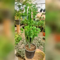 کاکتوس افوربیا تریگونا چند شاخه