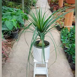 گیاه لیندا پا فیلی با گلدان سرامیکی