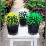 پک3عددی کاکتوس اچینو رنگی
