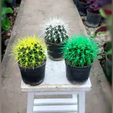 پک3عددی کاکتوس اچینو رنگی
