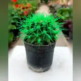 پک3عددی کاکتوس اچینو رنگی