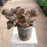 فیتونیا رنگی مناسب برای تراریوم