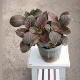 فیتونیا رنگی مناسب برای تراریوم