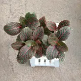 فیتونیا رنگی مناسب برای تراریوم