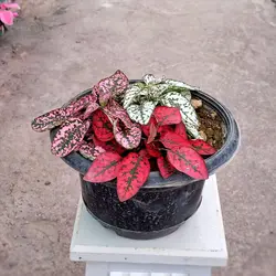 گیاه گل سنگ سه رنگ ( قرمز سفید و صورتی)