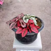 گیاه گل سنگ سه رنگ ( قرمز سفید و صورتی)