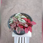 گیاه گل سنگ سه رنگ ( قرمز سفید و صورتی)