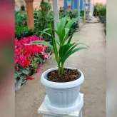 گیاه نخل اریکا با گلدان پلاستیکی