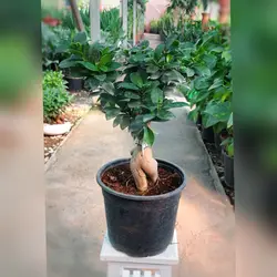 گل و گیاه آپارتمانی بنسای جنیسینگ پیوندی هلندی با ارتفاع حدود 40 سانتی متر